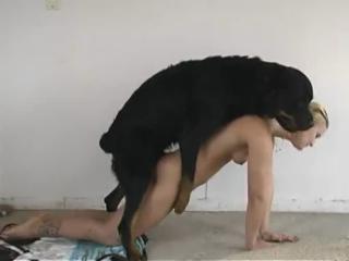 This hot video shows a huge black dog beating on a small blonde cougar with pure-breasted breasts.