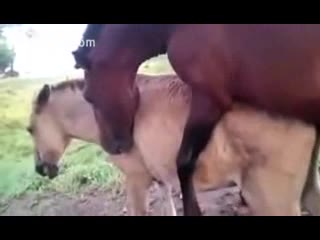 Horse fucking orgy natural - Animal sex