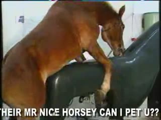 Horse Porn Video