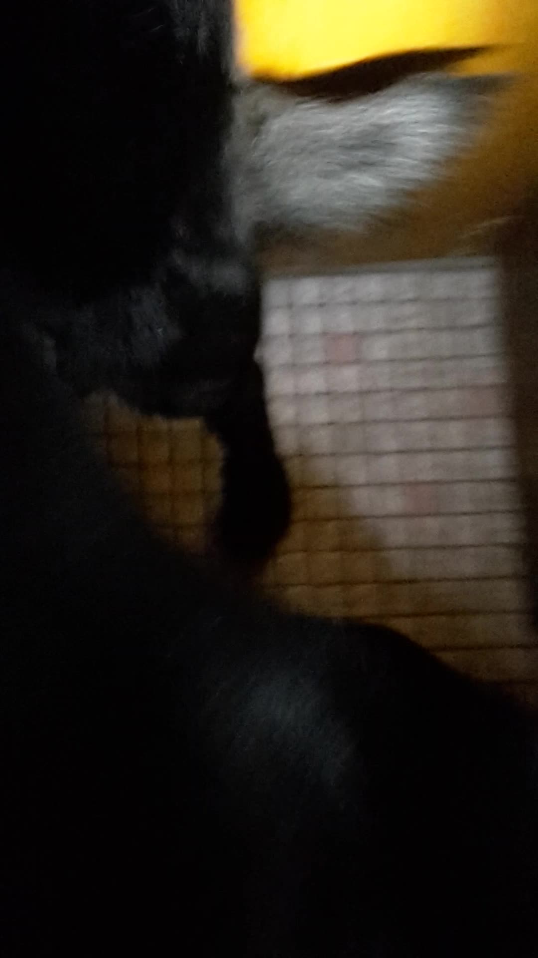 MY Dogs Cock - HD Porn - Porn Tubes Video Sex | FlyFuk.com