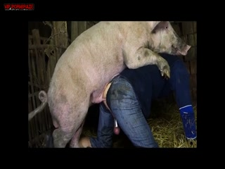 lascivious whore fuck with pig