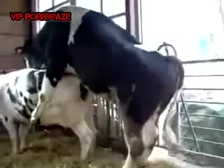 Cow has sex