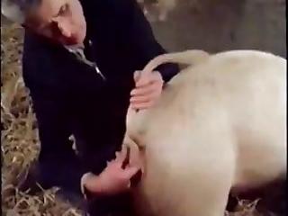 Farmer shoves his dirty cock into pig ass