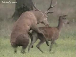 Two big deer are mating in the forest - Zoophilia