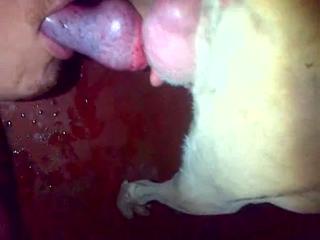 Twink sucking dog off and eating every drop of crap - Zoo Porn Dog Sex, Zoophilia